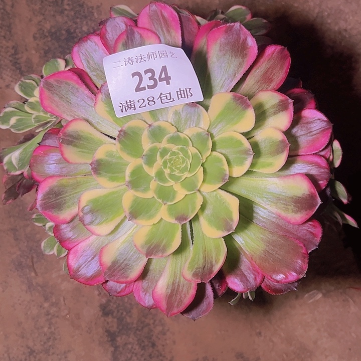 234天和多肉植物老桩