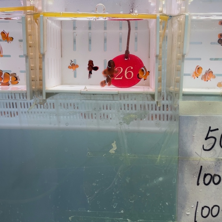 海水鱼精品混搭4条2-3