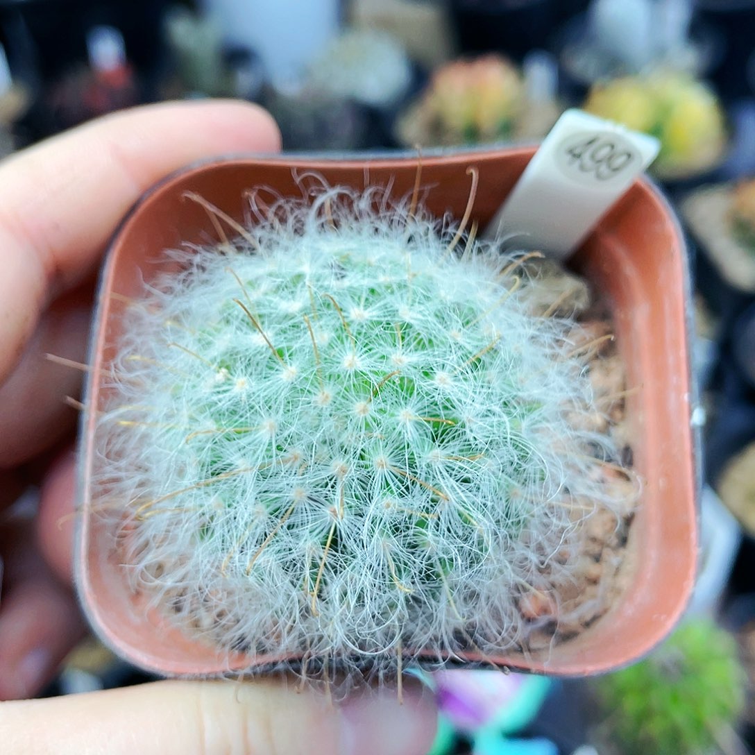 非偏远地区满25发货仙人球