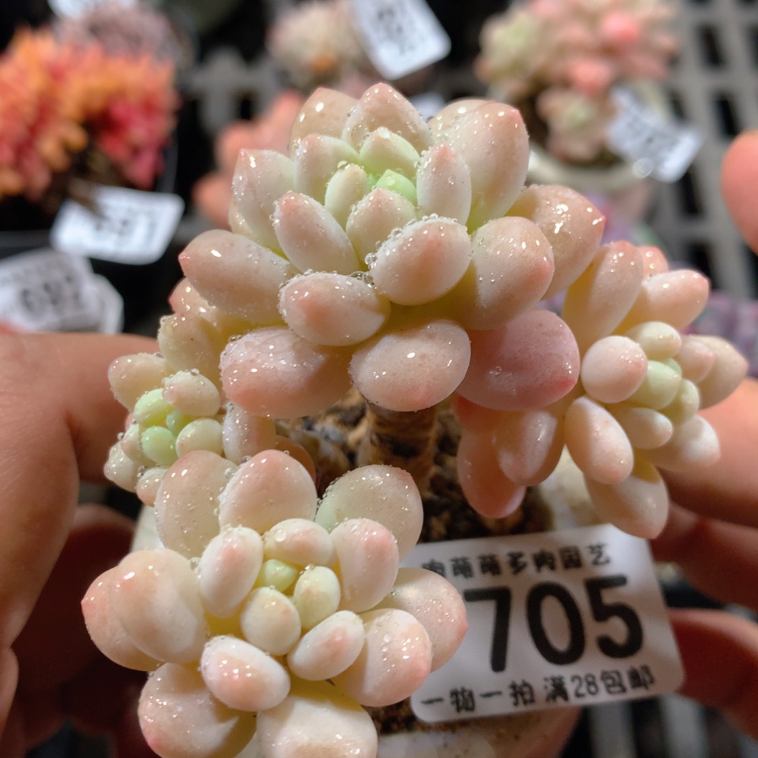 5CM拇指盆精控多肉ZP705