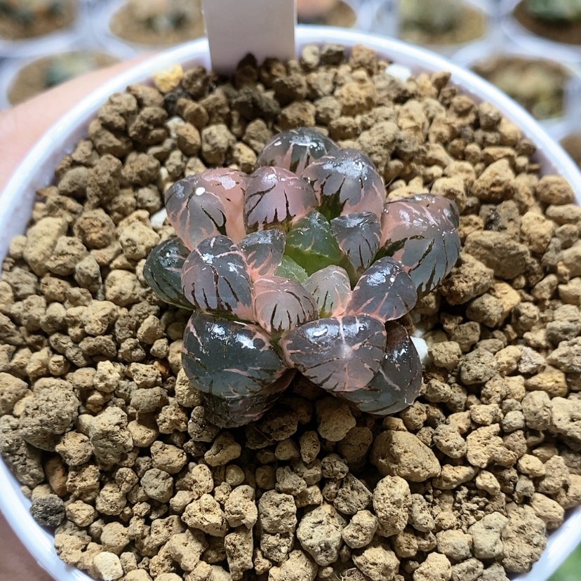 【闪购商品】39OB冰灯