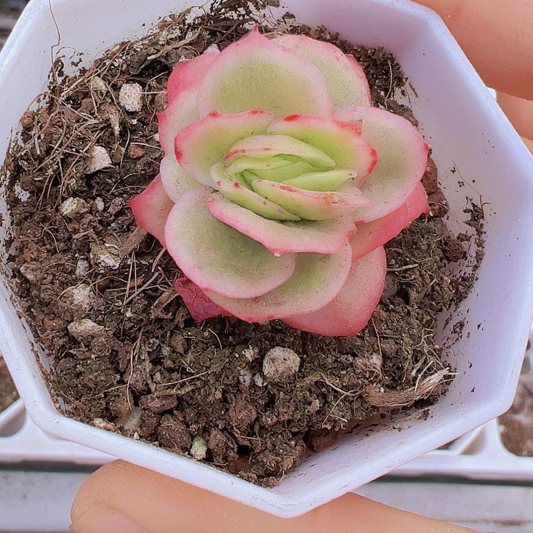 单头冰玫瑰锦19包邮