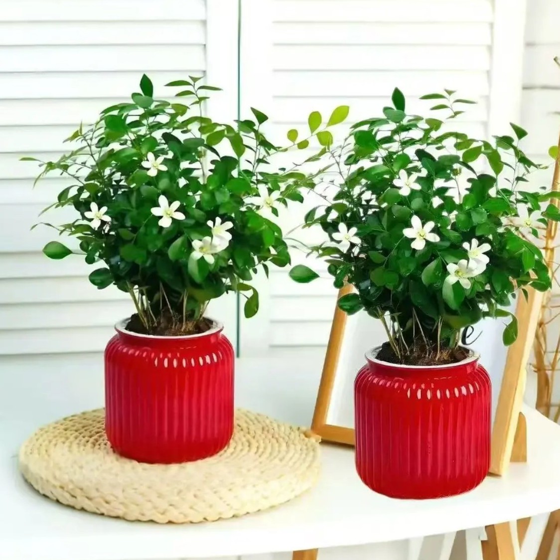 【 驱蚊花】九里香室内净化空气T2桌面办公室美观四季青绿植盆栽