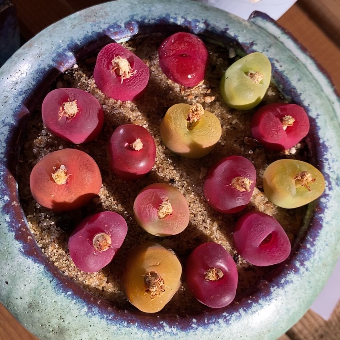 21354。  一组彩蟠桃。 丝绒。 