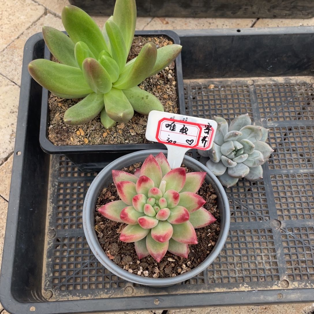 唯***我唯我300、   寄养。         