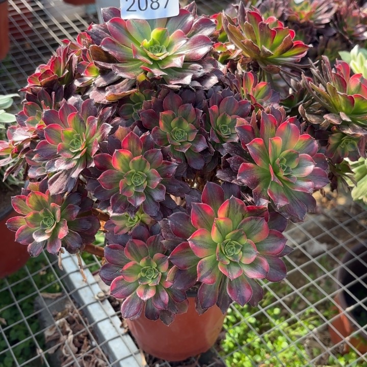 安娜锦多肉法师2087