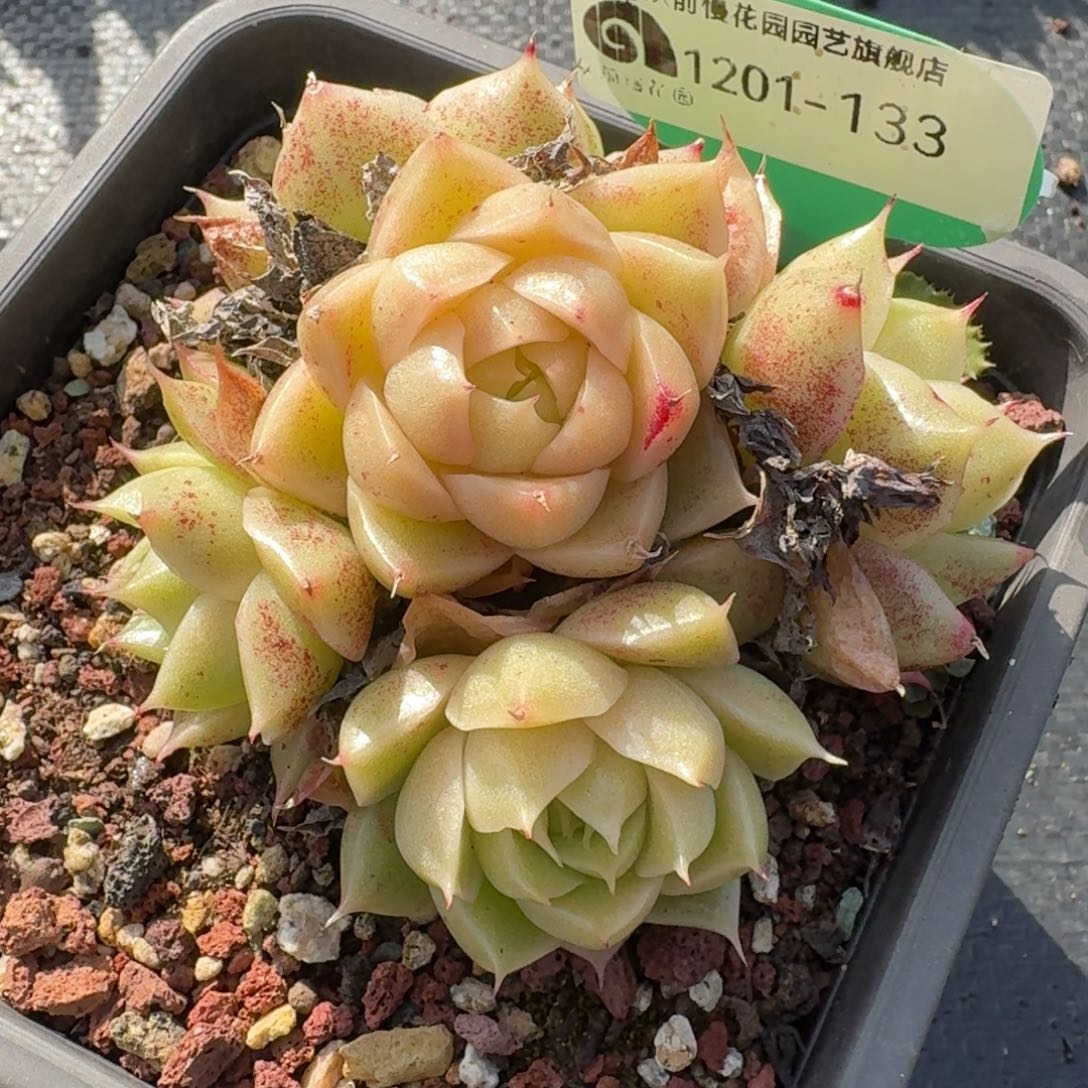 从前慢多肉精选编号1201.133