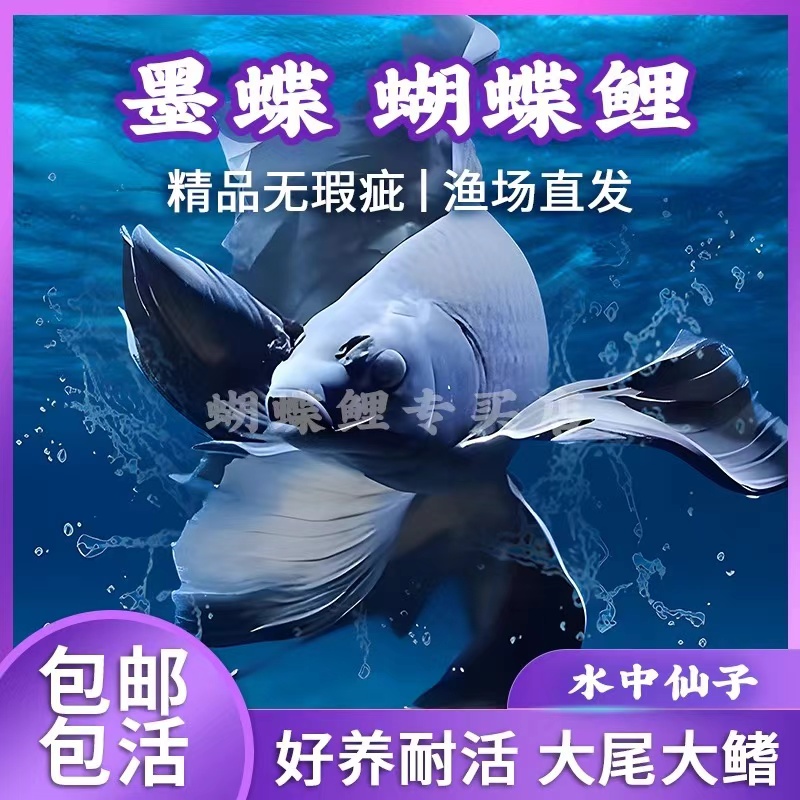 蝴蝶鲤13-15公分短身墨碟饲养混养发货好养养鱼 自家渔场观赏鱼