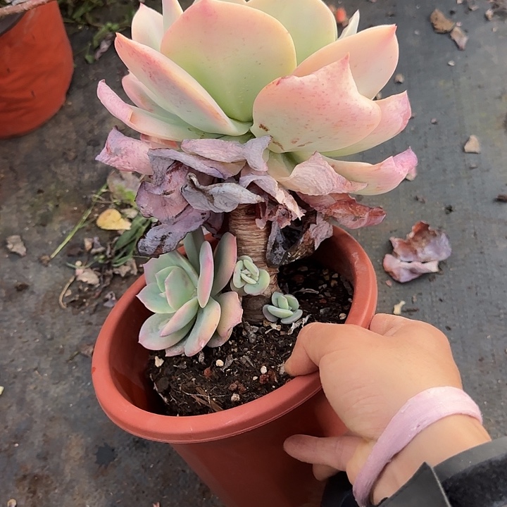 白凤014多肉植物一物一拍