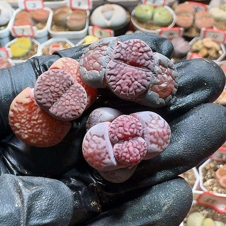 生石花233:：。  318紫巴黎