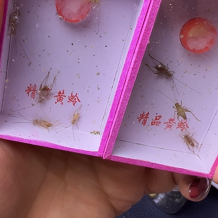 小黄龄哈哈哈哈哈哈哈哈哈哈哈哈
