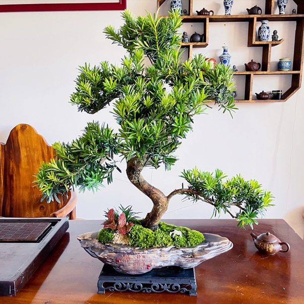 【老桩罗汉松】a大静字盆景室内植物桌面清爽夏季办公好养摆件送礼