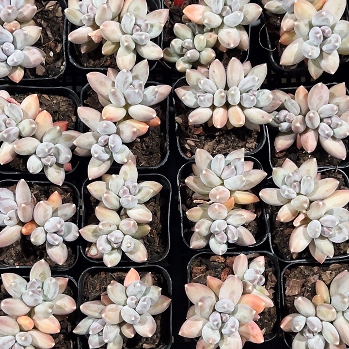 松果美人多头。  福利多多