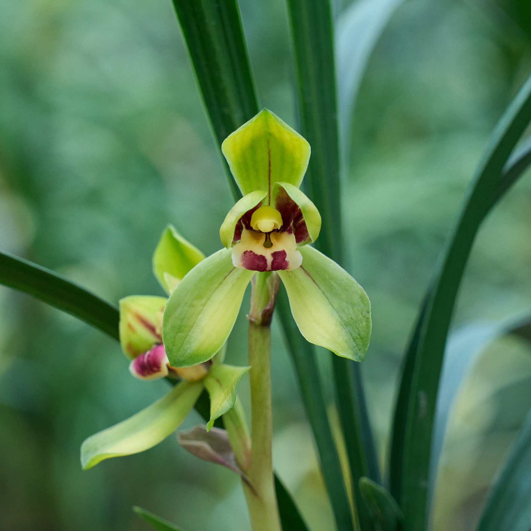 春剑新绿荷梅 兰花黄绿花渐变色 独特高档 室内桌面 花卉绿植盆栽