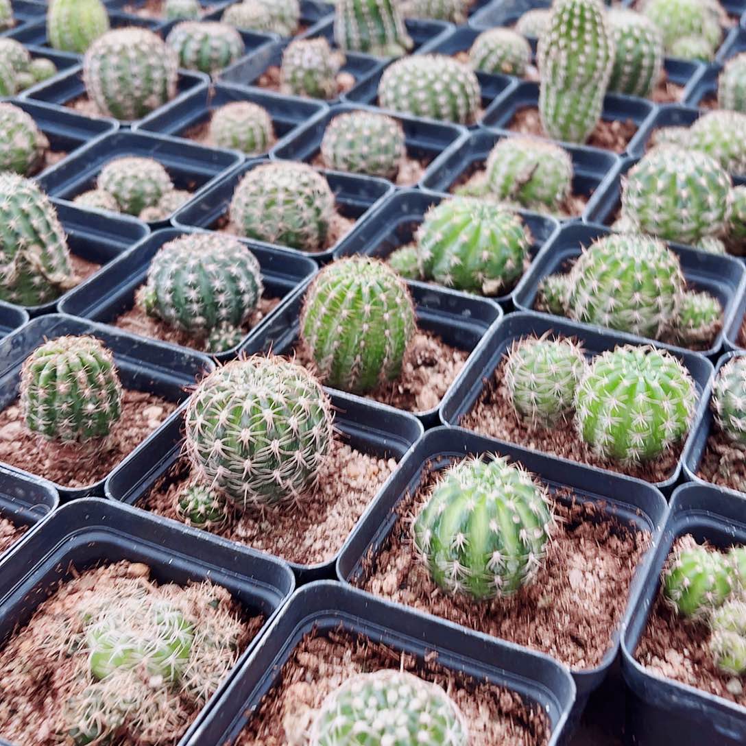 仙人球实生丽花3颗