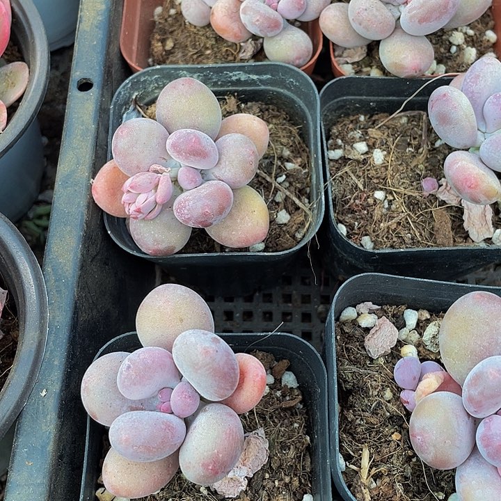 6.5方蛋黄奶带盆