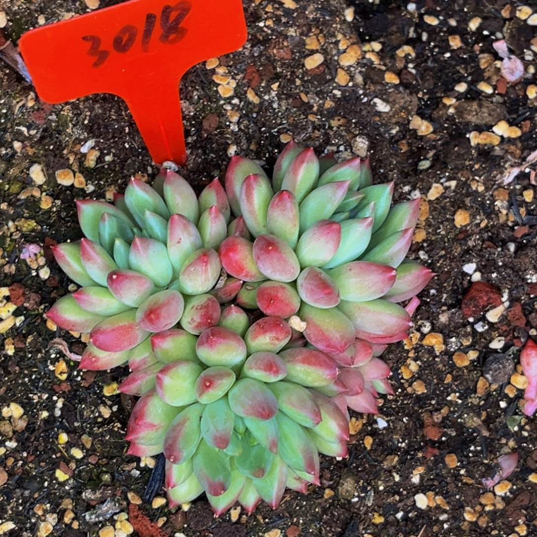 刘*3018号晚上多肉植物群生多肉