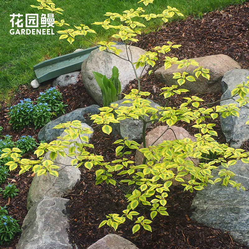 互叶梾木金色影子锦化花叶耐寒小乔木庭院阴生植物花园鳗盆栽树苗