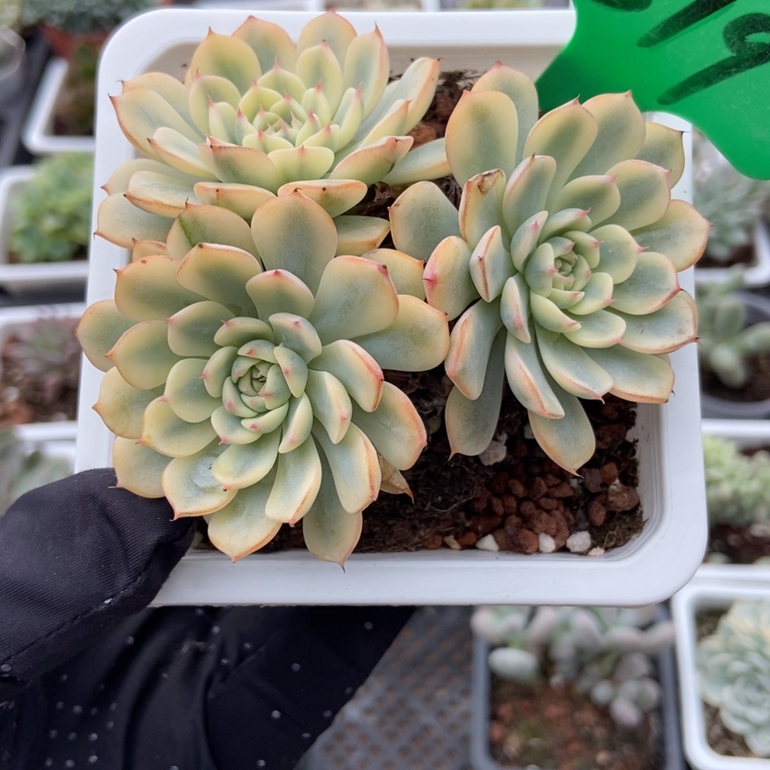 819忌廉锦多肉植物