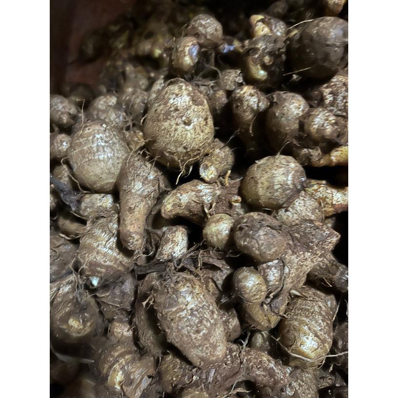 新鲜现挖云南芋头香甜软糯应季蔬菜