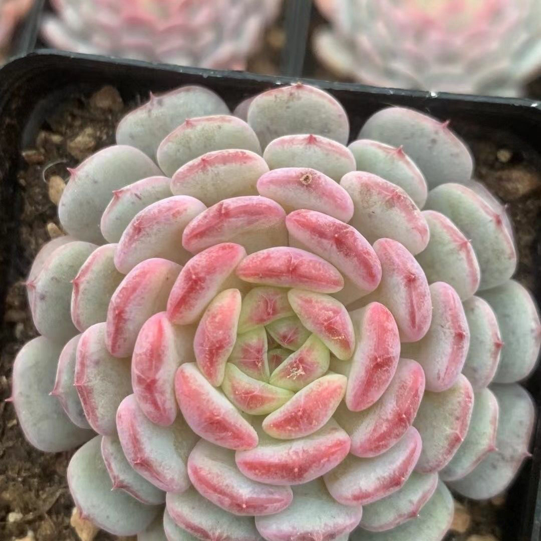 【满 9.9 包邮】白胖子6cm 多肉植物暗纹室内阳台好养以直播间为准