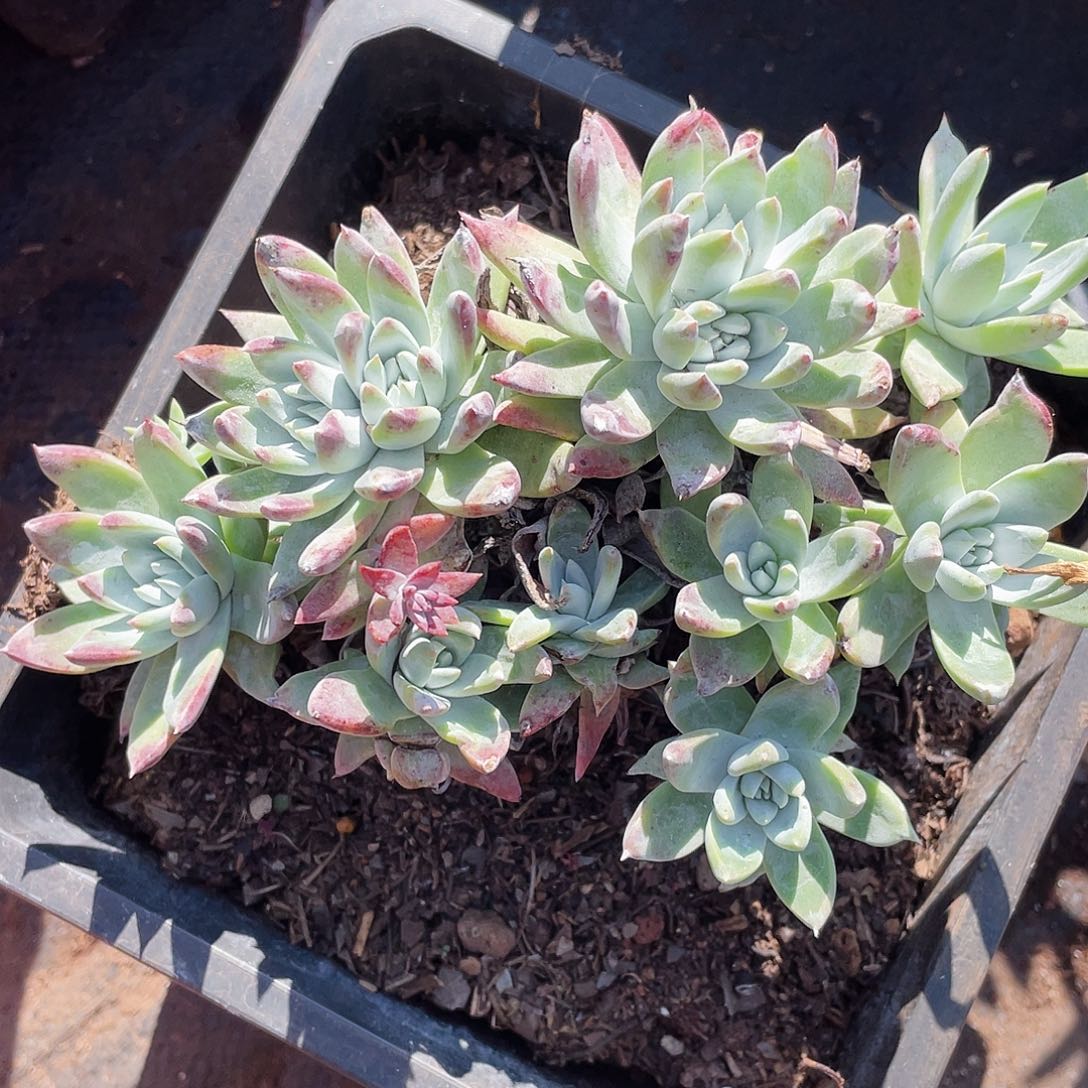 仙女杯多头群生0294