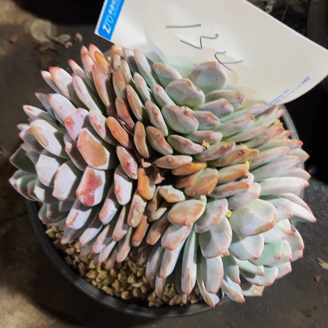 彩***霞134号一物一拍脱土包邮