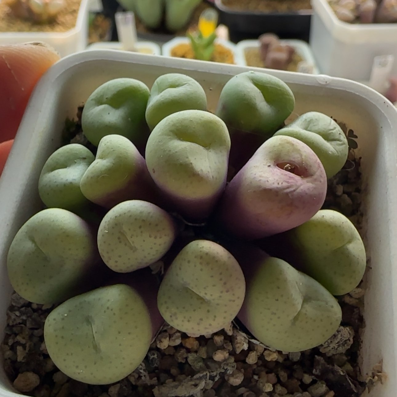 【闪购商品】1004粉饼 