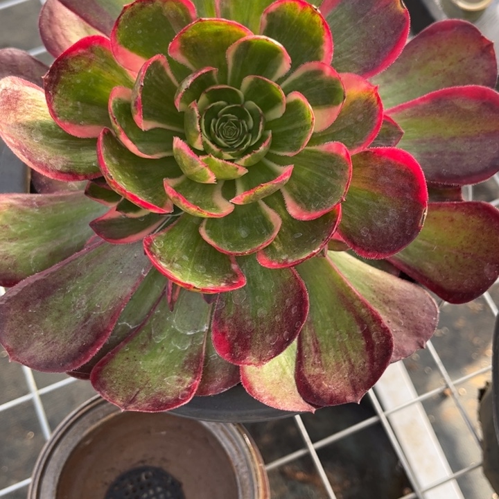 景***人不开花植物北京姐姐专拍链接