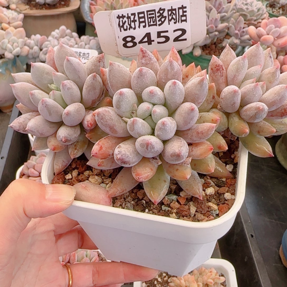多肉植物8452……………