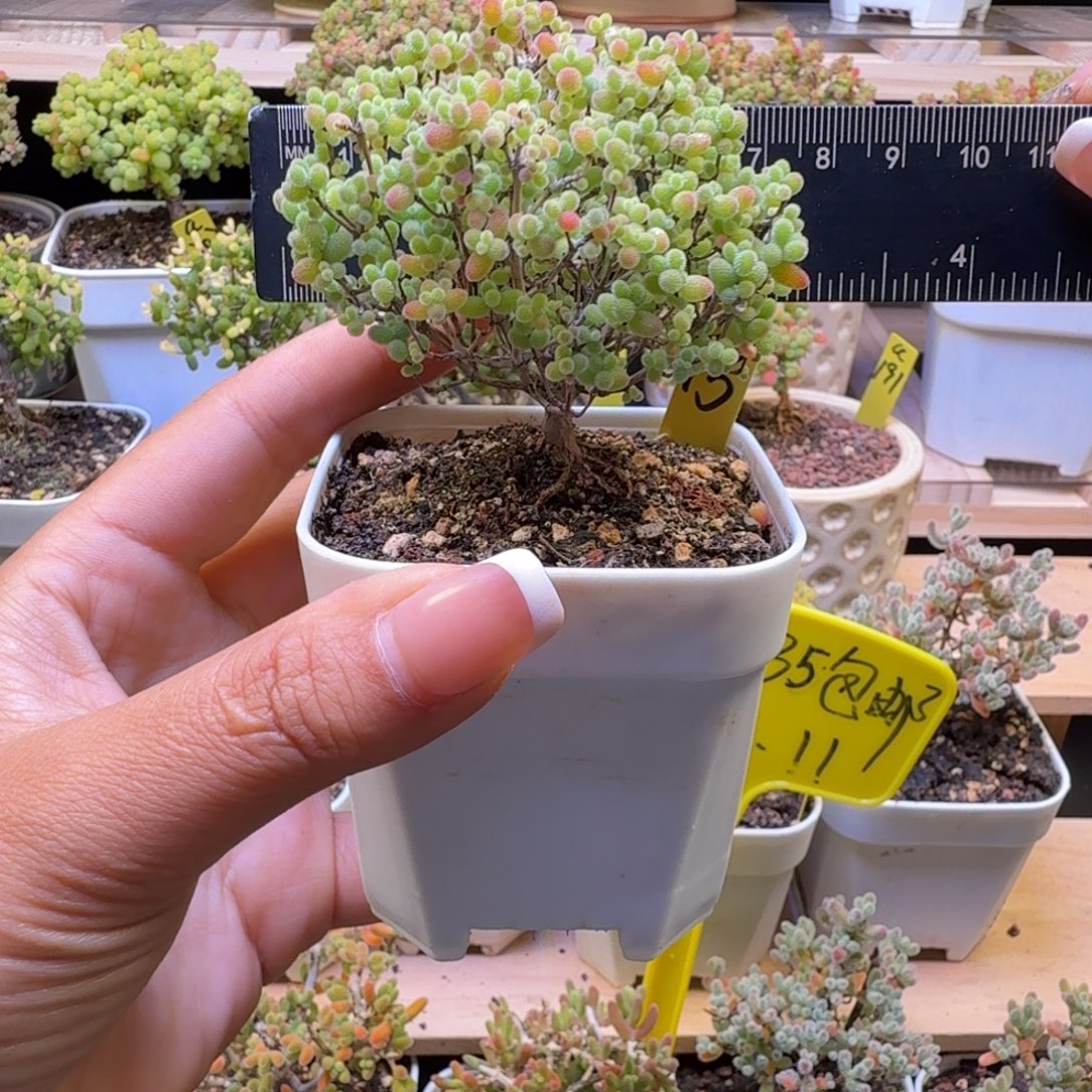 a15号蜜橘冠服7厘米左右