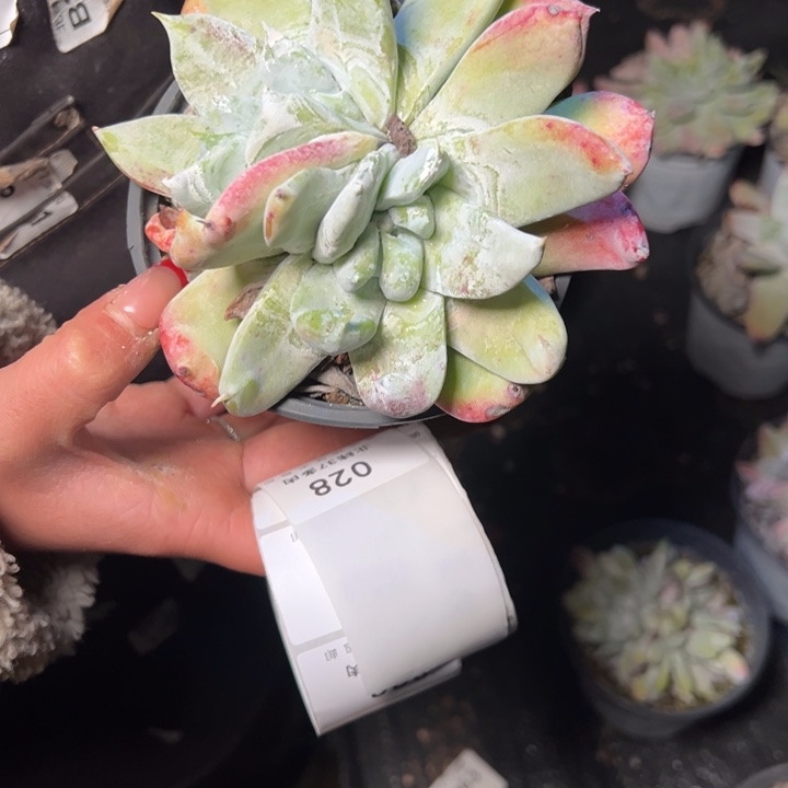 028哈哈哈哈哈哈哈哈