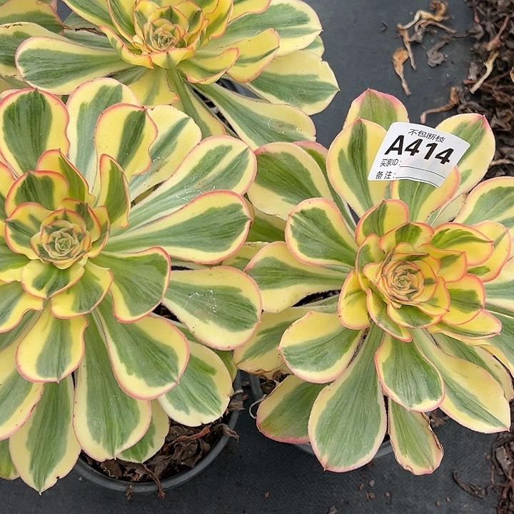 精品多肉植物414
