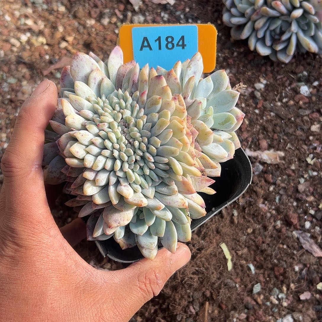 ****宝多肉植物一物一拍