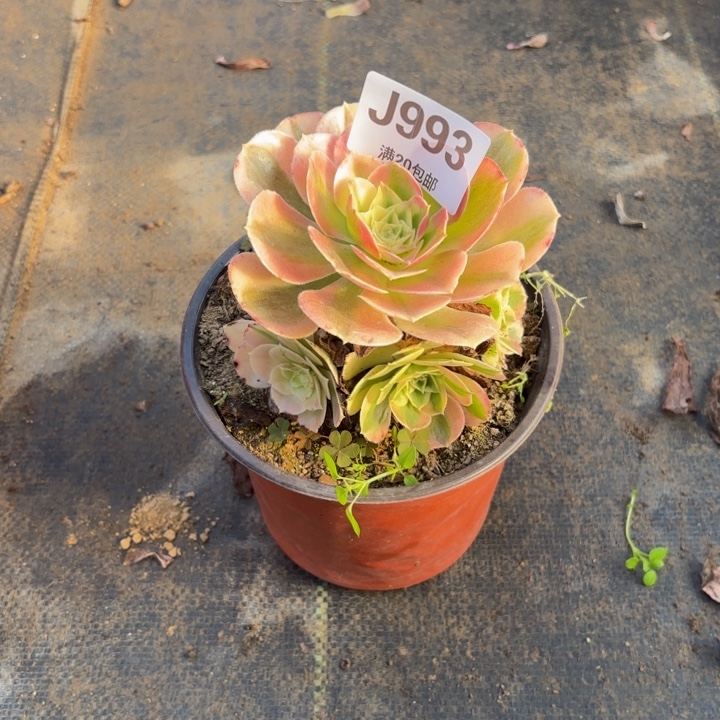 瑞妈多肉园艺993叶罗莎