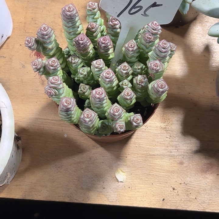 S****000000000000000765