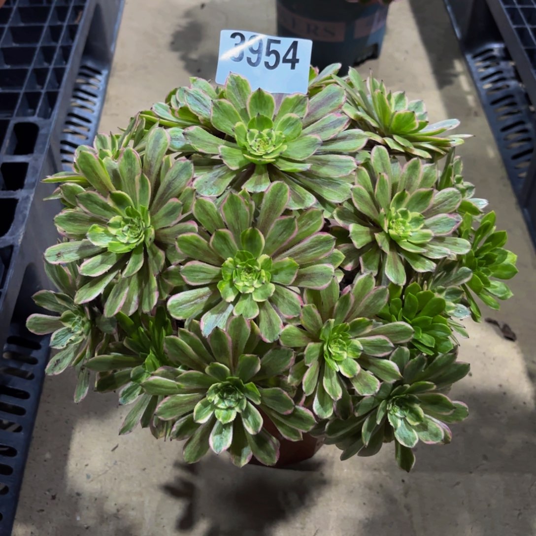 无花朵3954花脸粉袋1111111