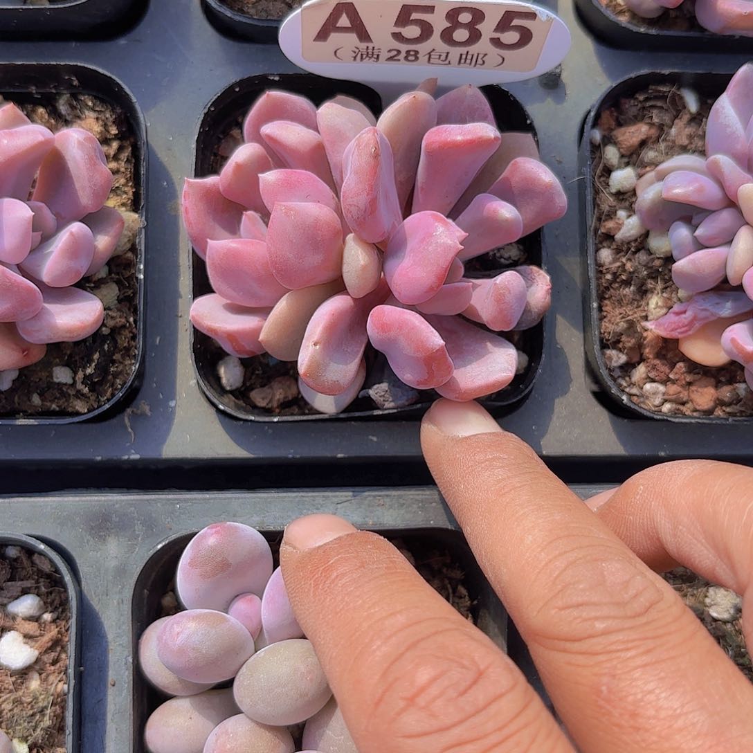 A585丘比特一物一拍