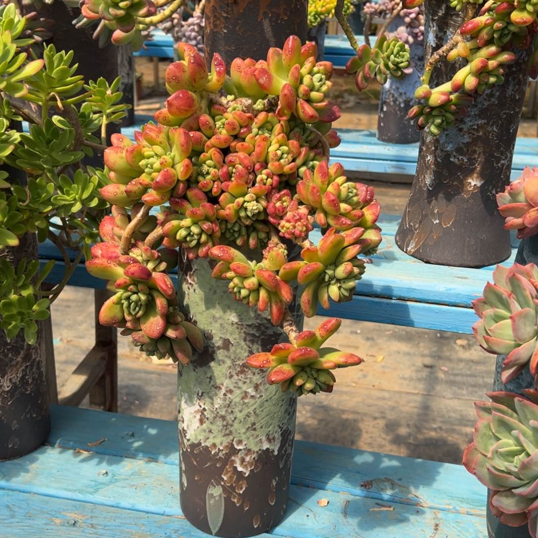 精品香草玛丽亚悬崖 裸根