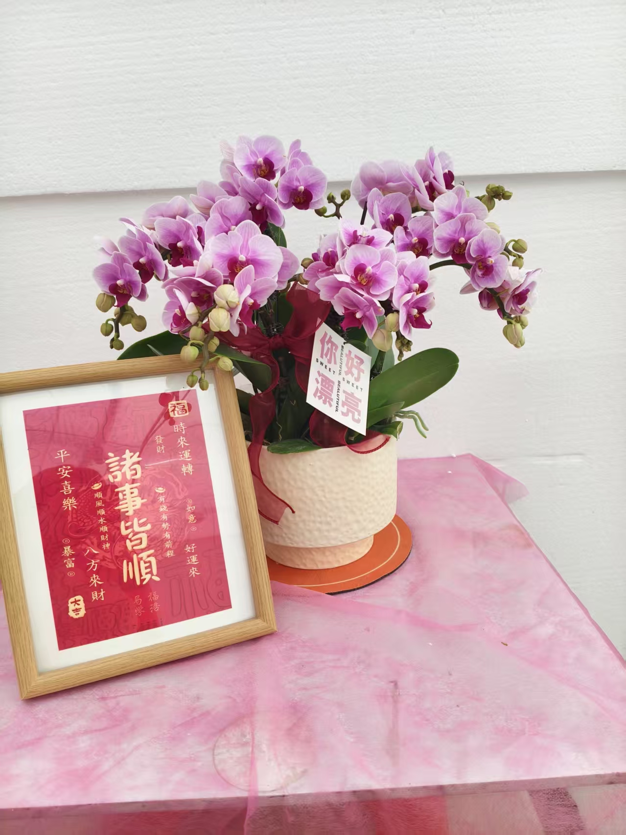 蝴蝶兰【宝贝】花苗盆栽带花剑花苞客厅室内四季好养观赏花卉