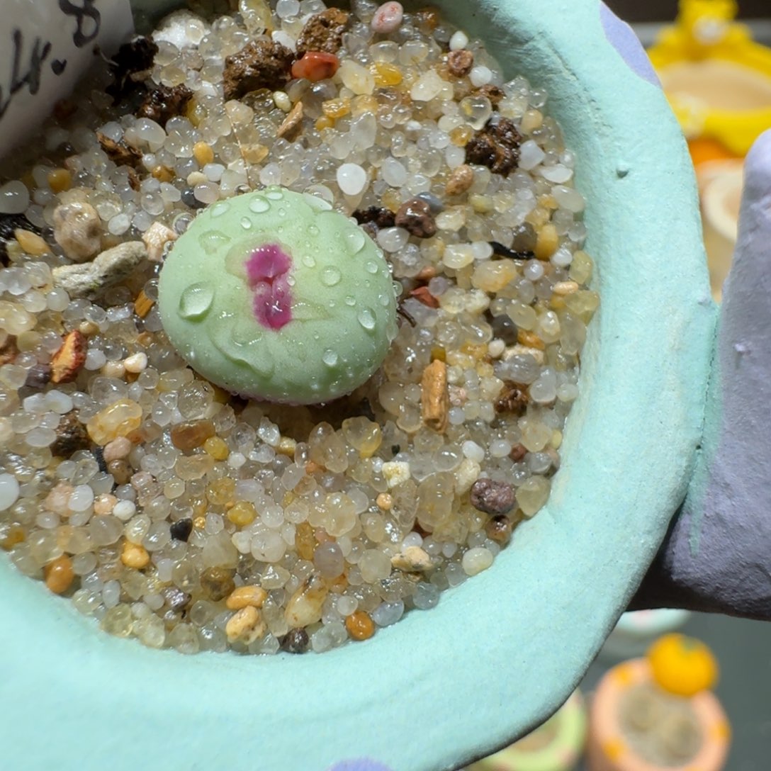 红陶蘑菇634小红嘴