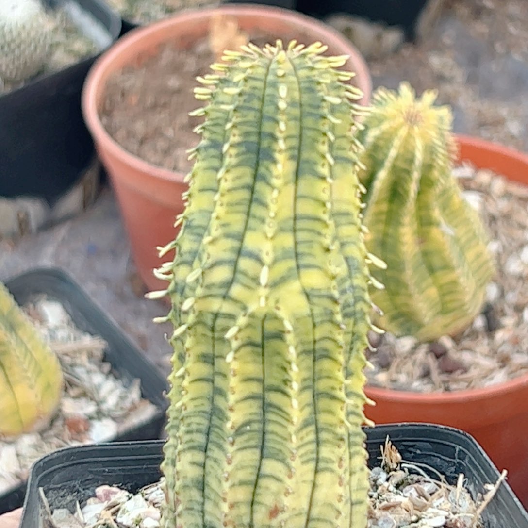 布纹球锦 仙人球