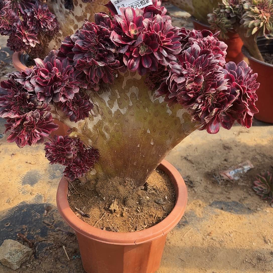 016美杜莎缀多肉植物有瑕疵无售后