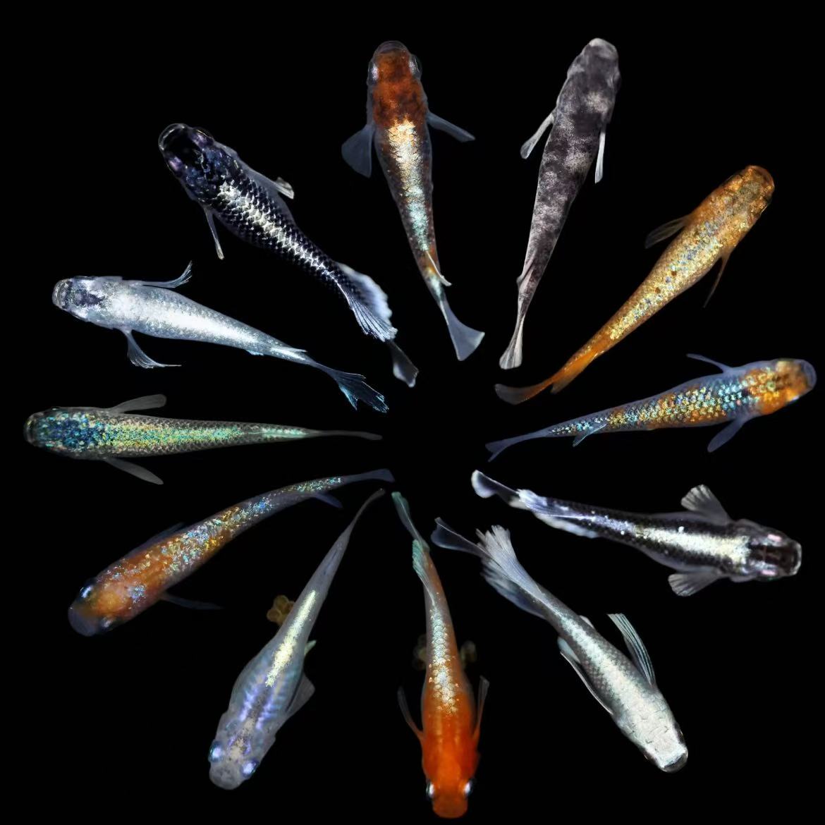 观背青鳉鱼小型冷水观赏鱼免加温不打氧好养古法赖活