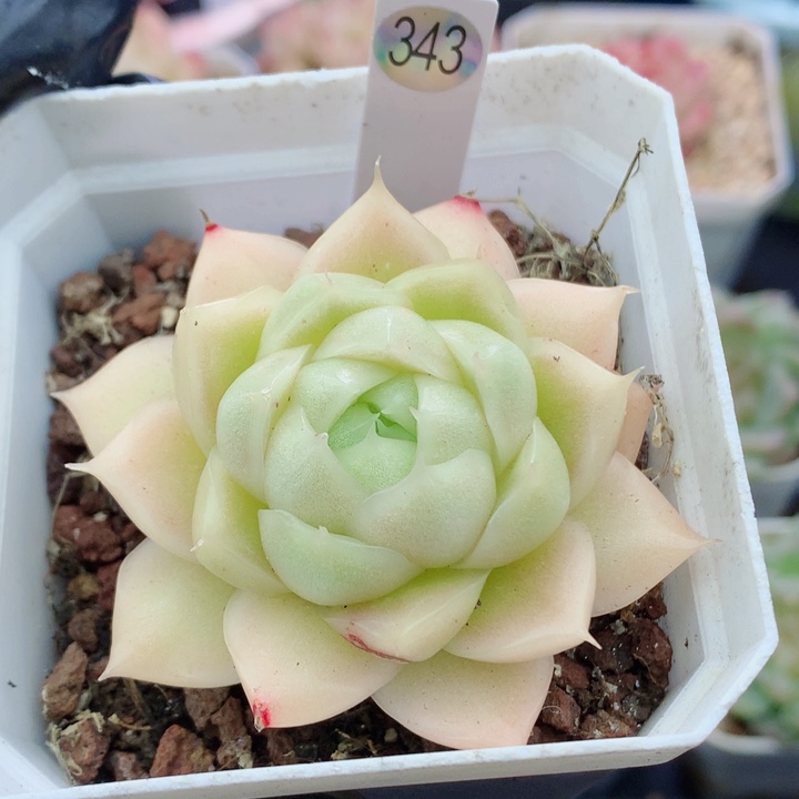 麦秆58包邮  群生不包整343