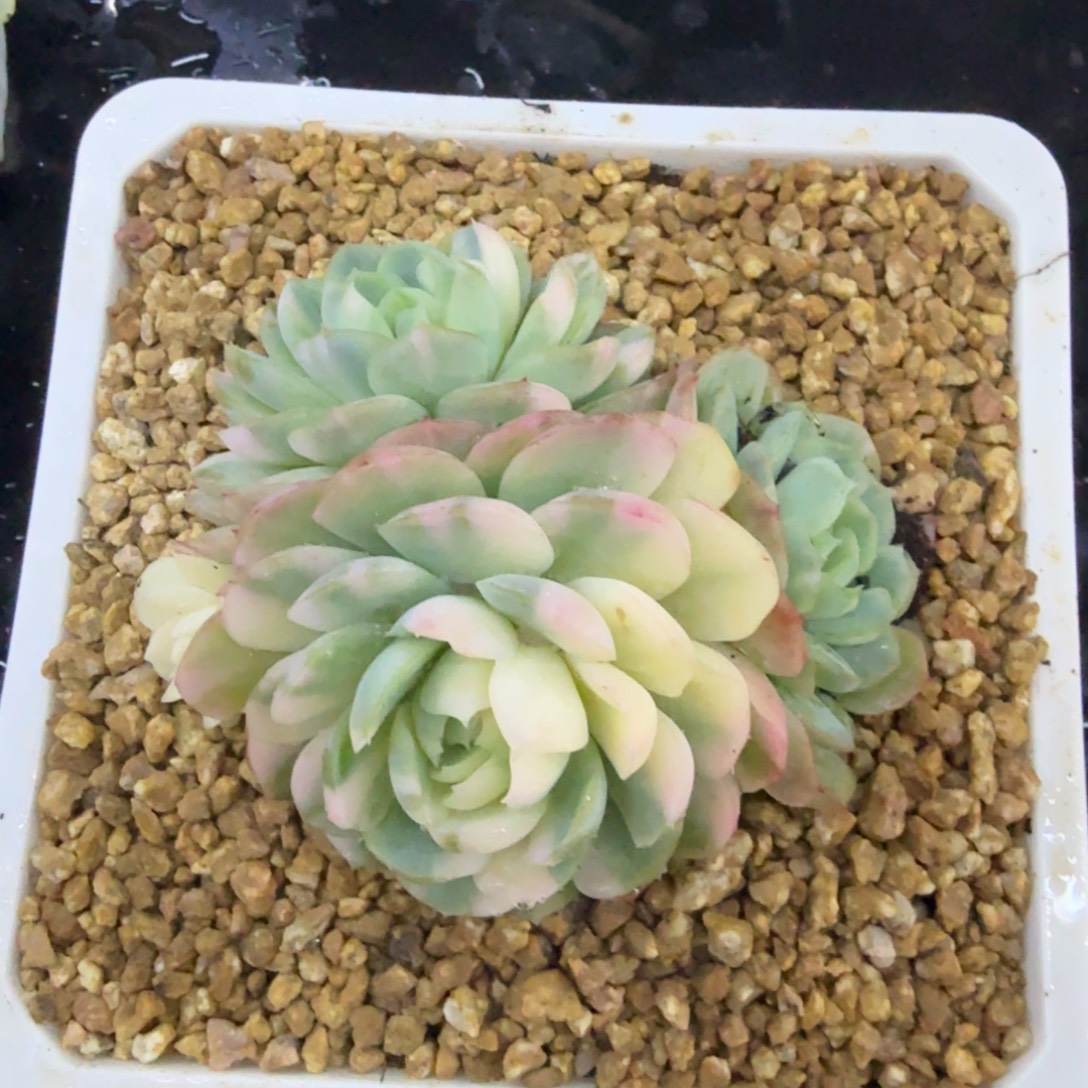 贝瑞锦小群，多肉锦