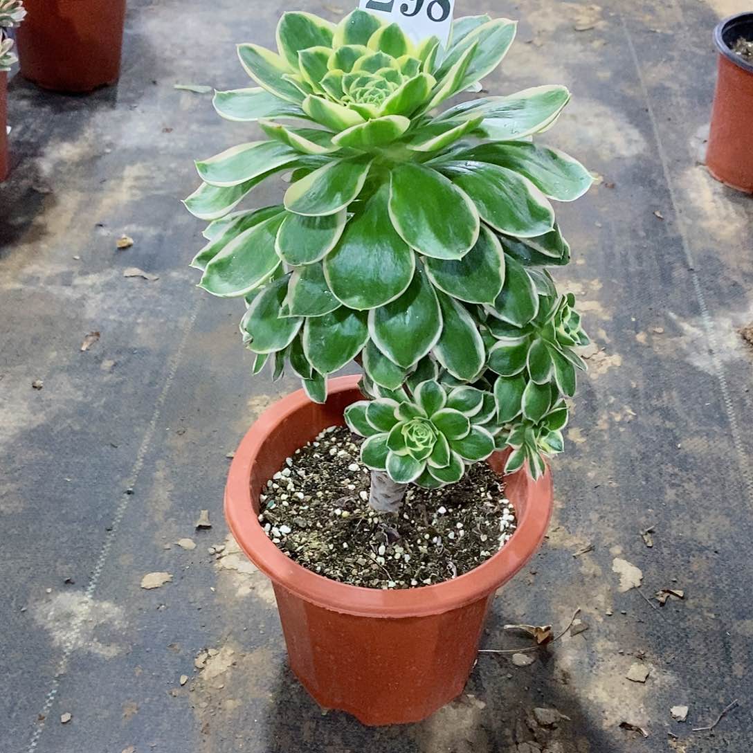 黑*大叶绿玫瑰298多肉法师植物