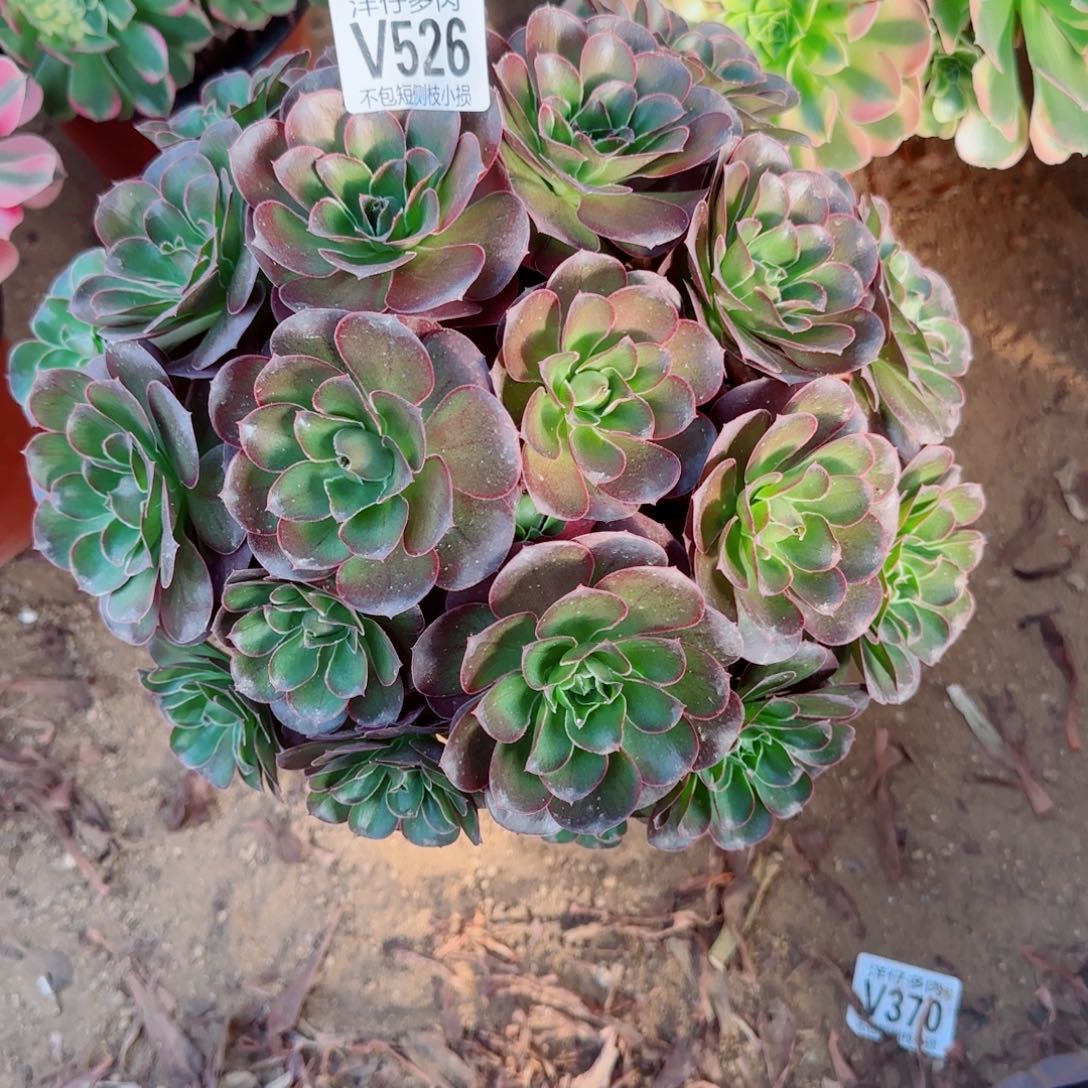 魅金玫瑰发师526冠幅26