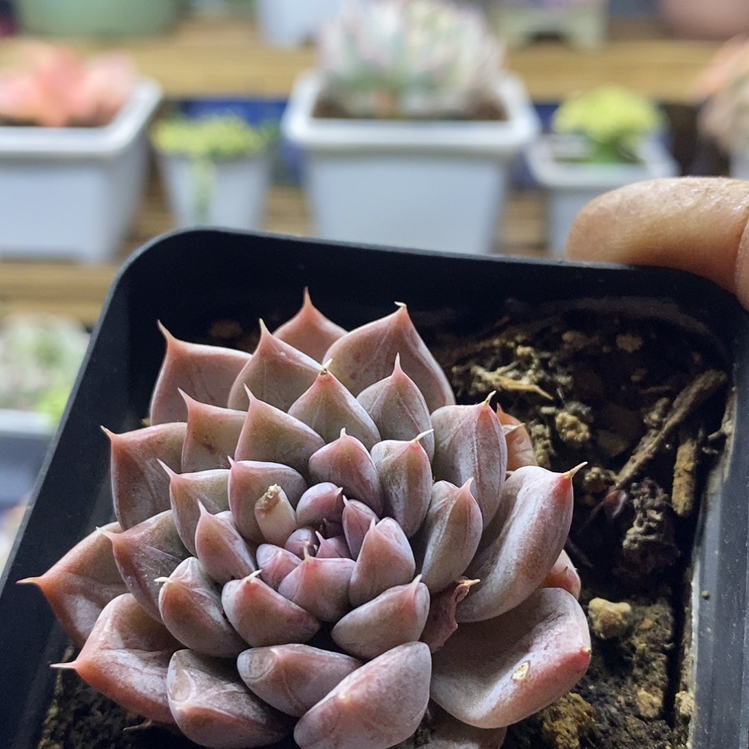 22138 龙文章多肉