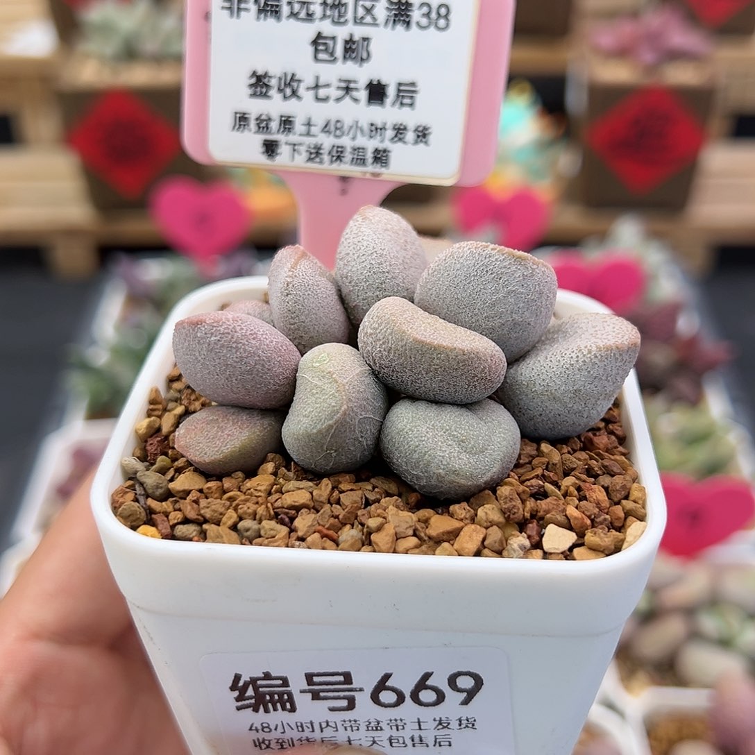 669甜心水泡多肉
